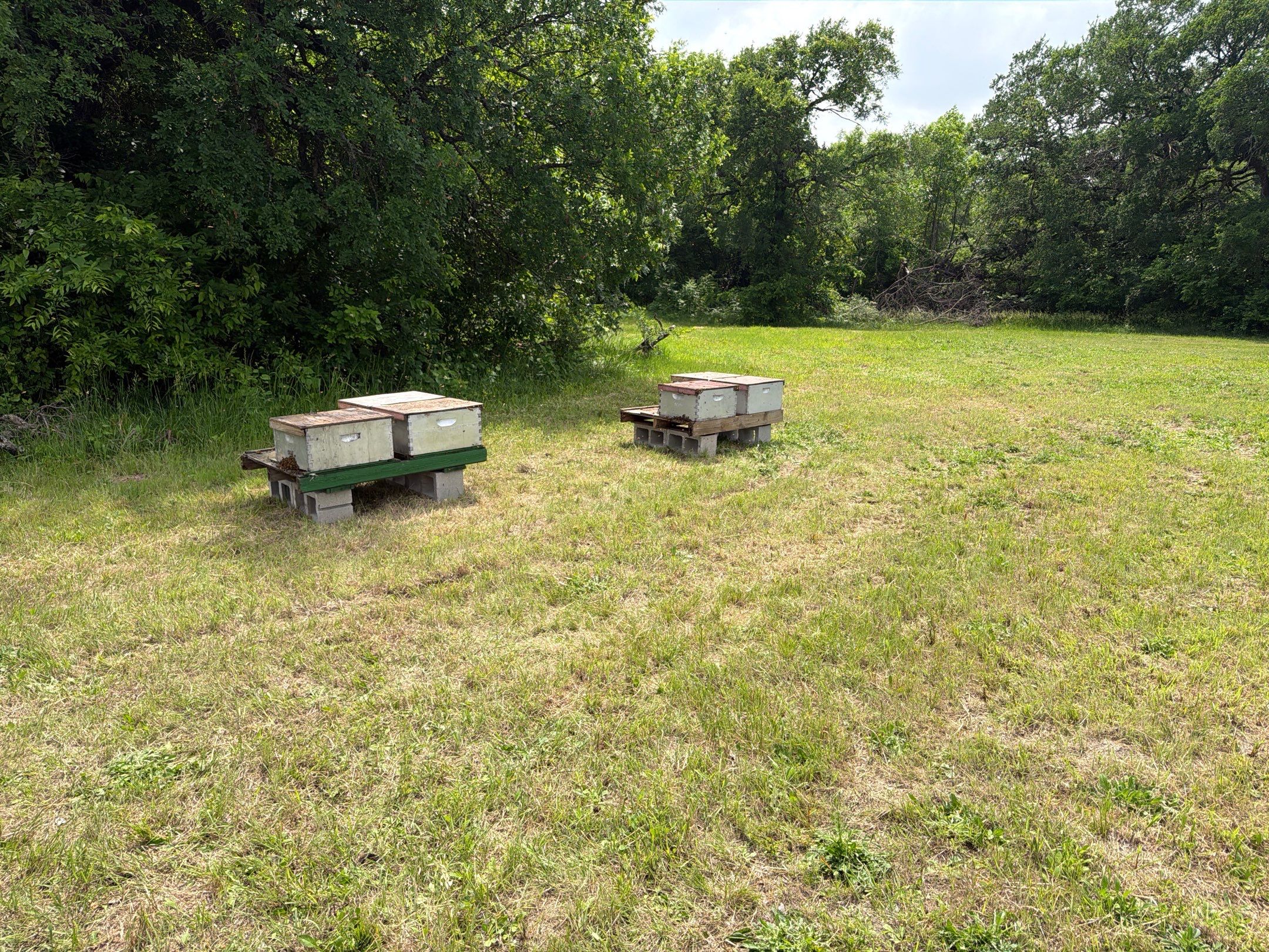 Ag. Exempt in Anna by Rockwall Honey Bee Company