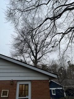 Tree Trimming using Tree Pruing by Mike Jones & Sons Tree Service LLC 