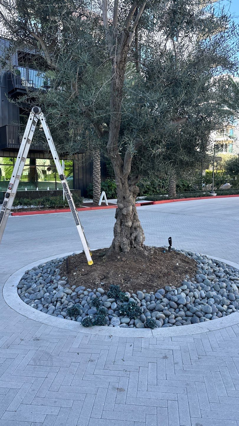 Newport HOA Holiday Lighting by Property Cleaning Experts