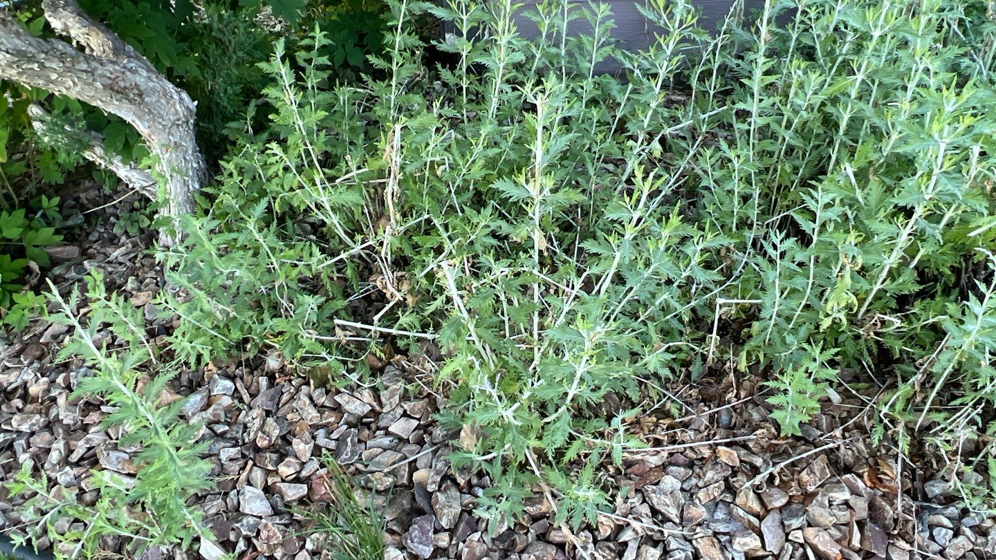 GAF Grand Sequoia - Autumn Brown Blend  by Montana Roofing Solutions