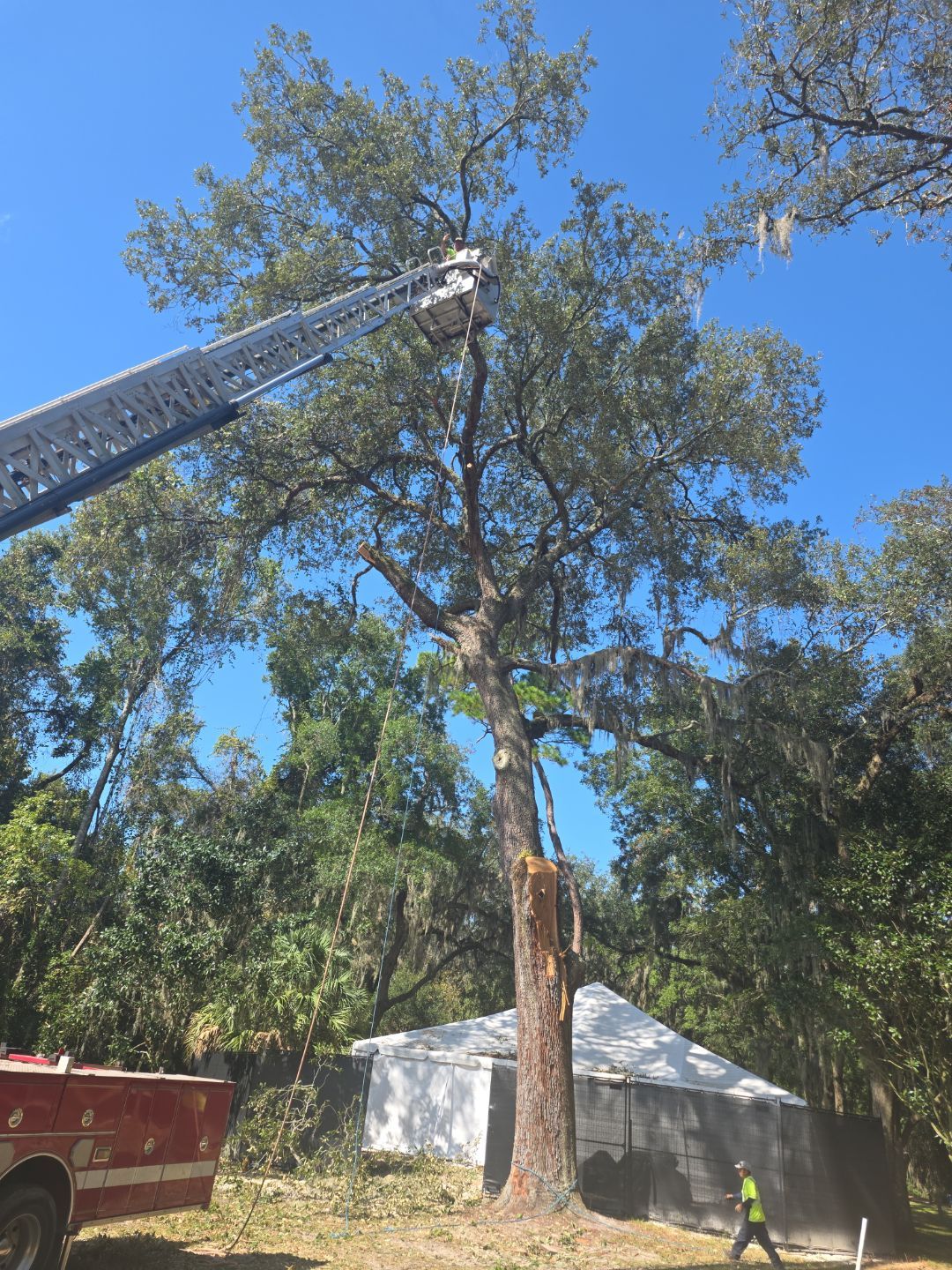 Episcopal | Large Tree Removal by ProGreen Services