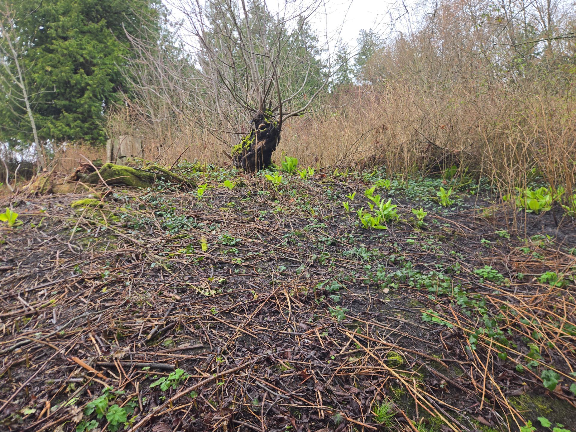 Island View - Ecological Restoration & Stewardship by Habanero Landscape Solutions