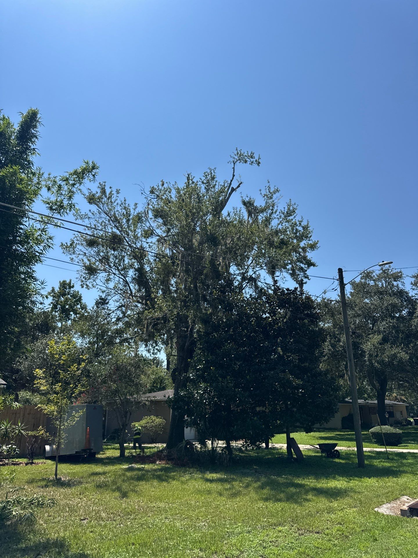 Residential | Tree Trimming  by ProGreen Services