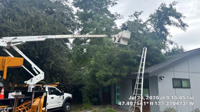 Emergency Tree Service for Fallen Stem on Seattle Roof