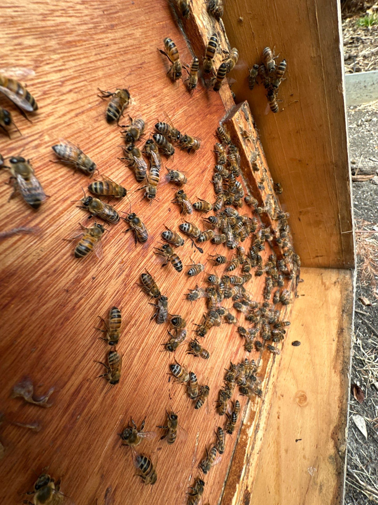 Corp. Greenspace, Frisco by Rockwall Honey Bee Company