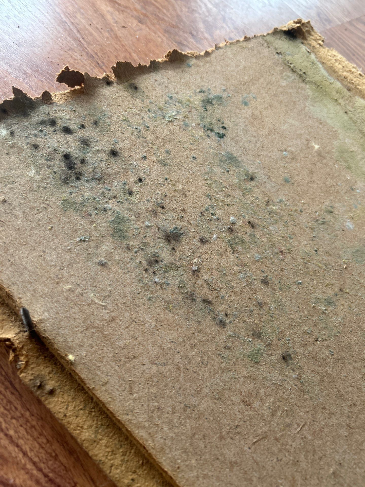 Mold Damage Inspection And Repair In Palmetto FL by Ampm Restoration Services