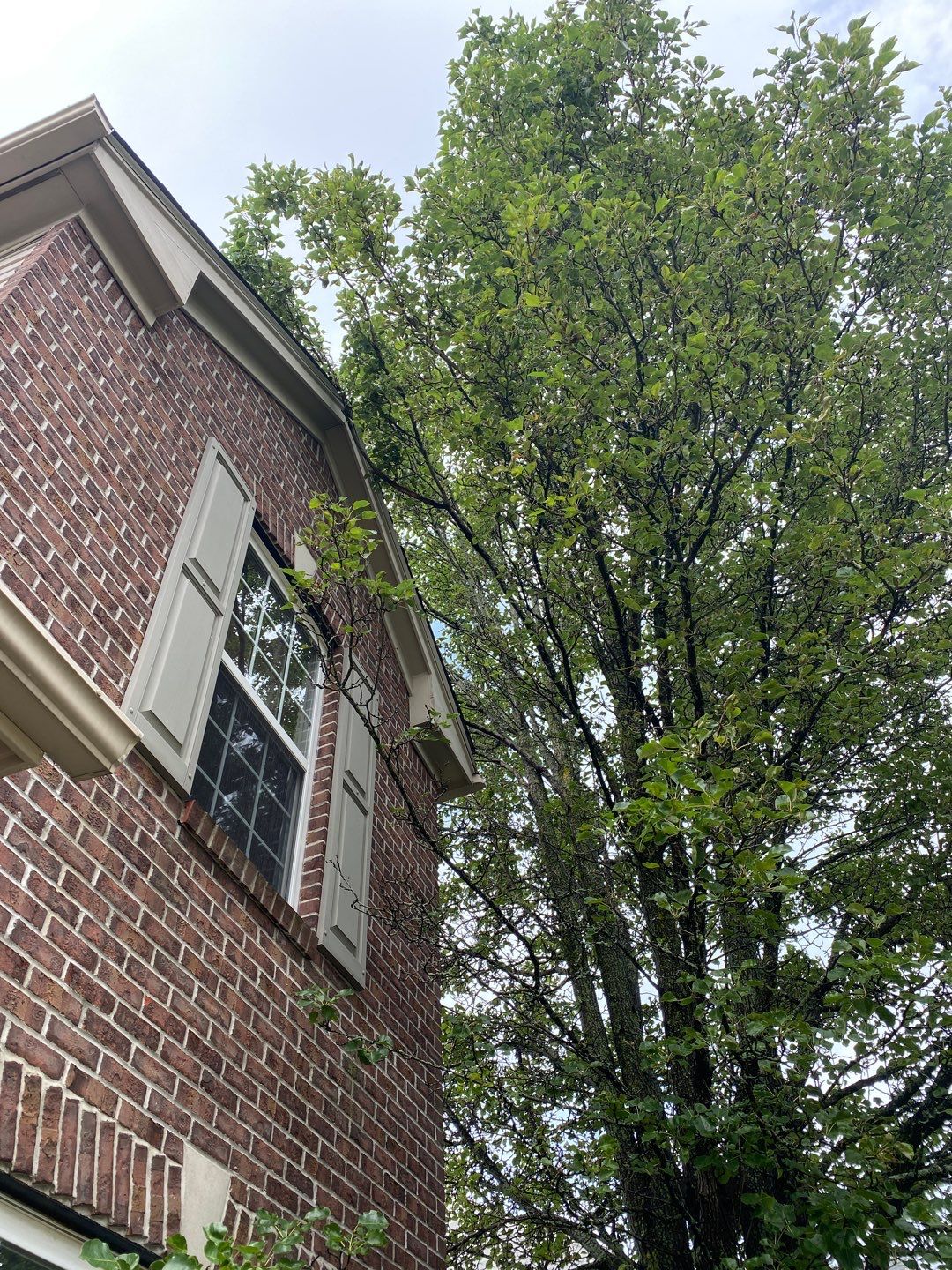 Tree Removal using Tree Removal by Mike Jones & Sons Tree Service LLC 