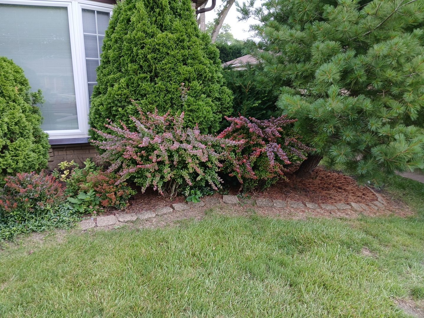 Andrew L. - Arlington Heights, IL by A&N