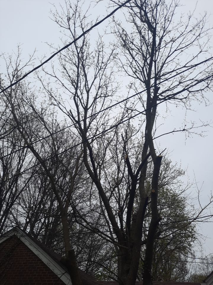 Tree Removal using Tree Removal by Mike Jones & Sons Tree Service LLC 