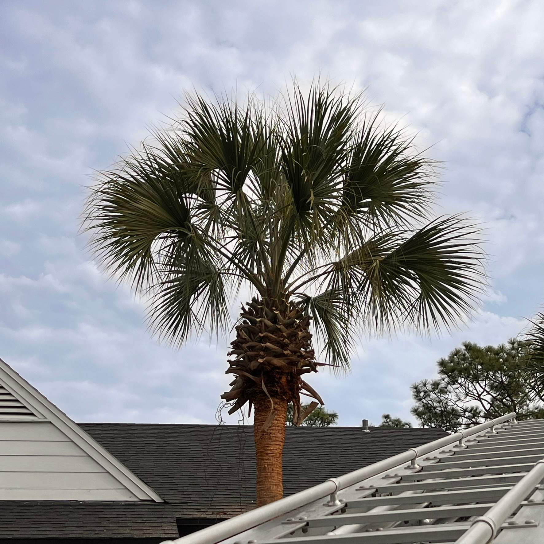Tree Trimming | Preserve at San Jose by ProGreen Services