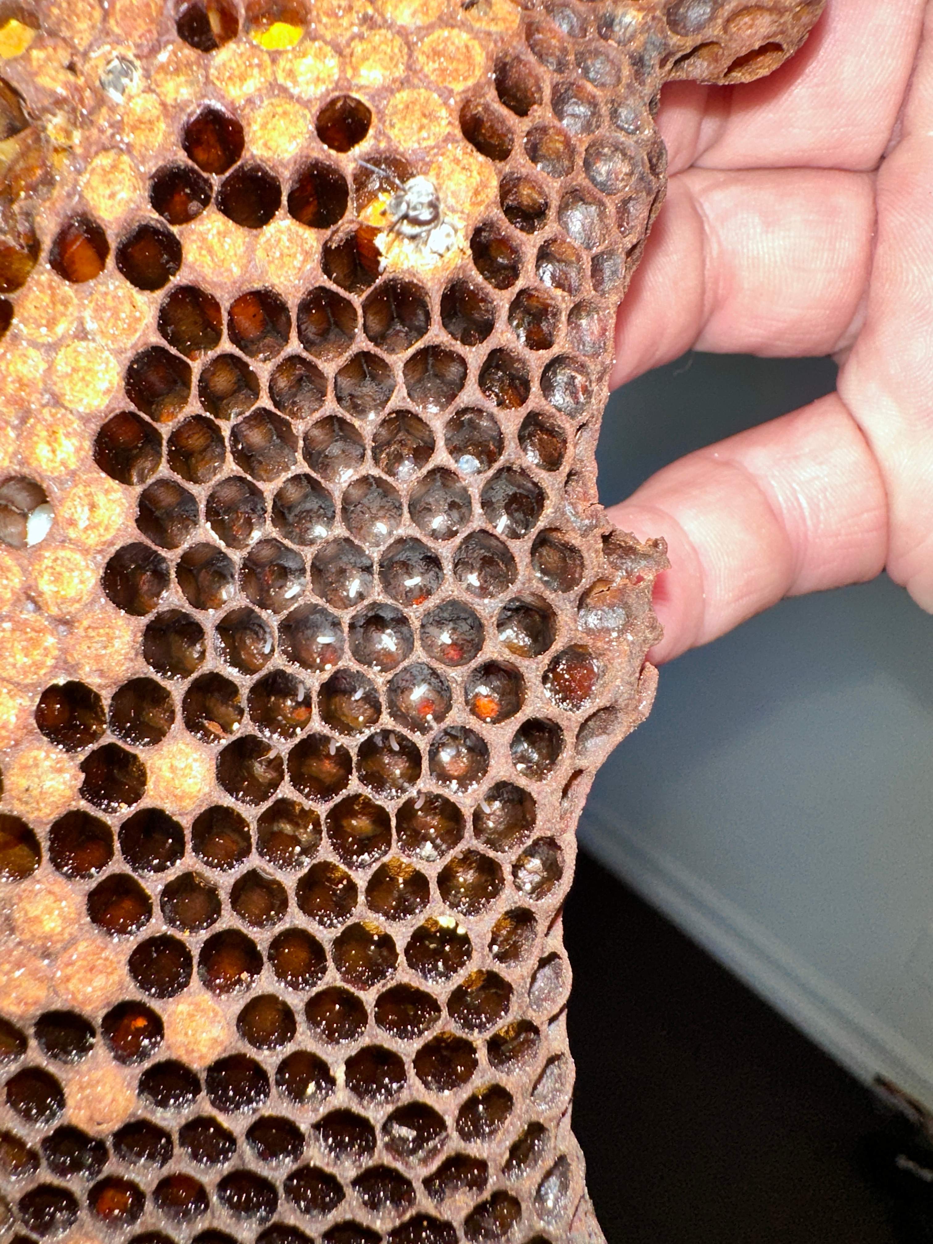 Suicide Swarm by Rockwall Honey Bee Company