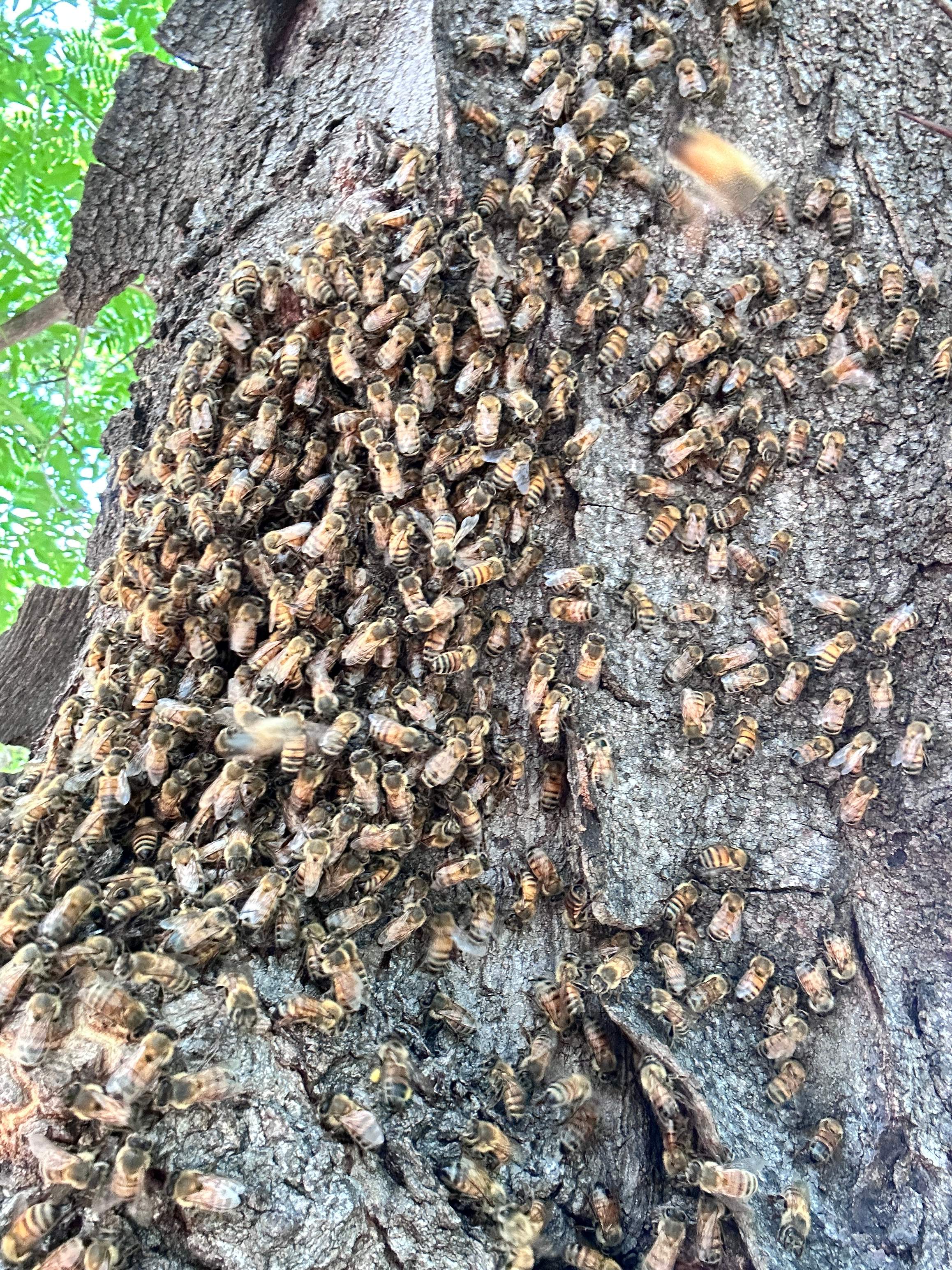 Two More Trees, One More Yard by Rockwall Honey Bee Company