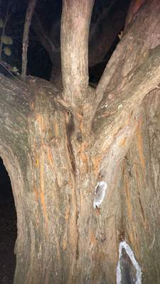Huge Tree