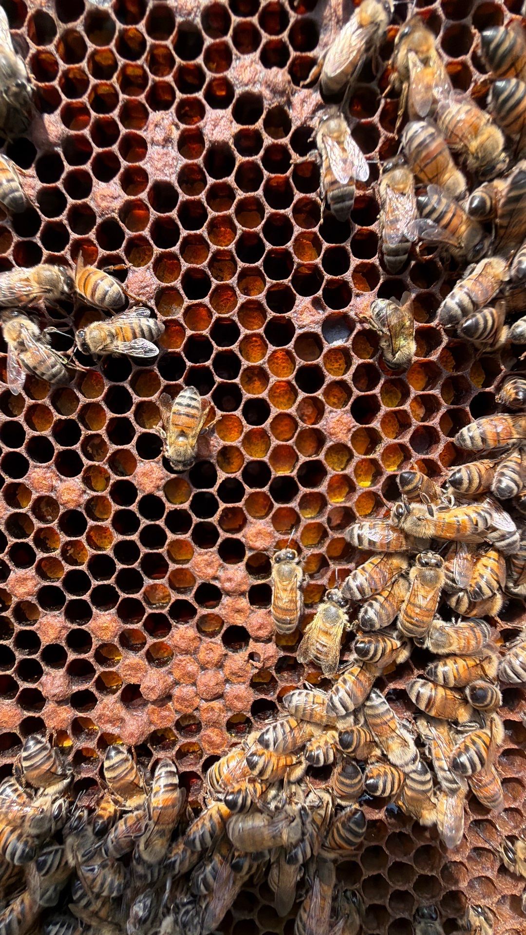 Baseball Diamond Apiary by Rockwall Honey Bee Company