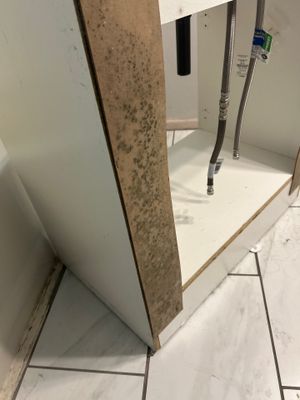 Mold Remediation In Sarasota, FL 