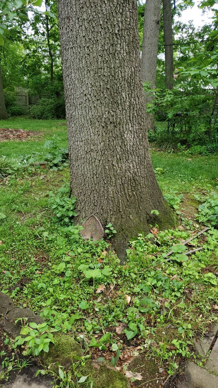 Tree Trimming using Tree Pruing by Mike Jones & Sons Tree Service LLC 