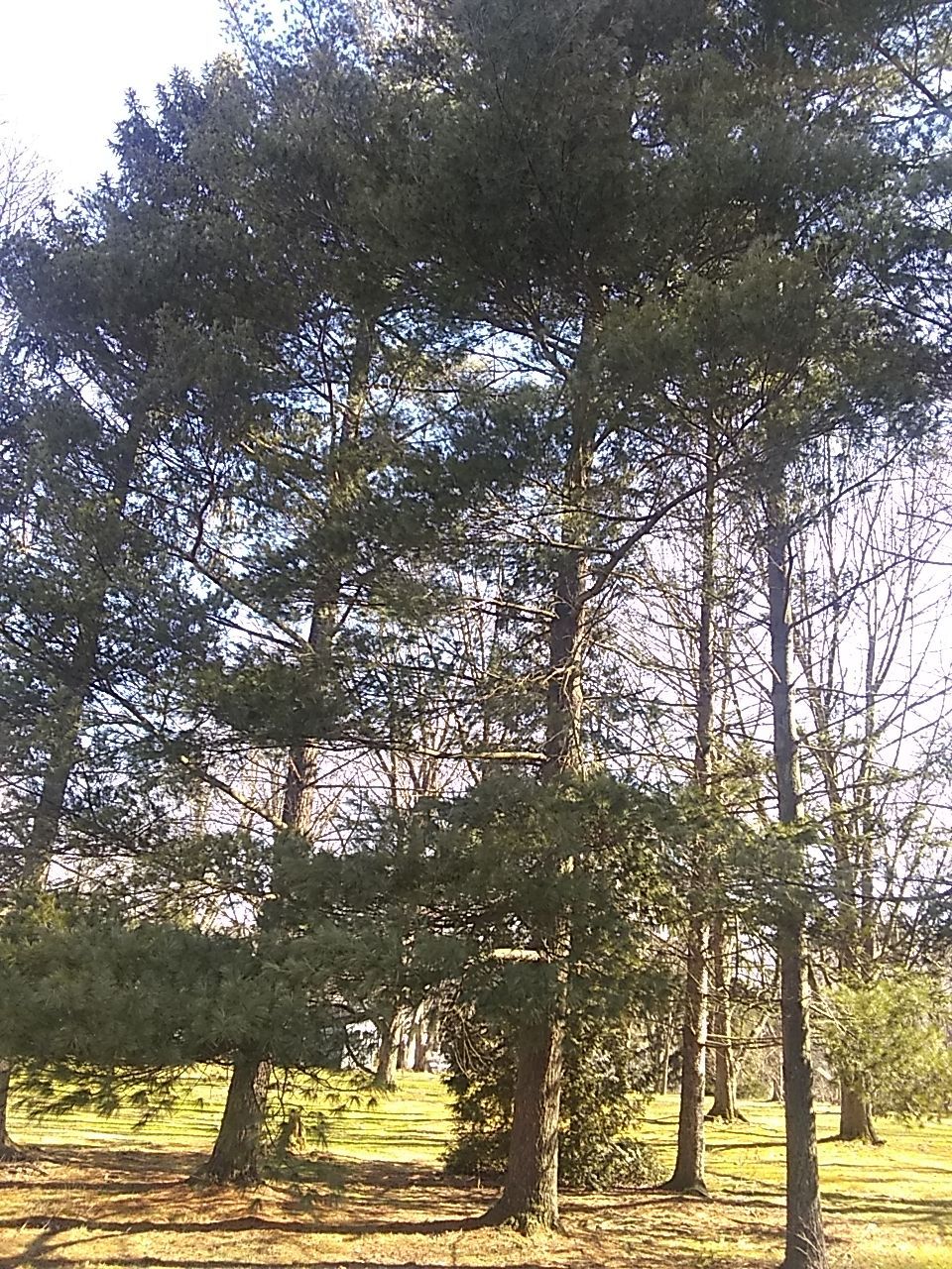 Tree Removal using Tree Removal by Mike Jones & Sons Tree Service LLC 