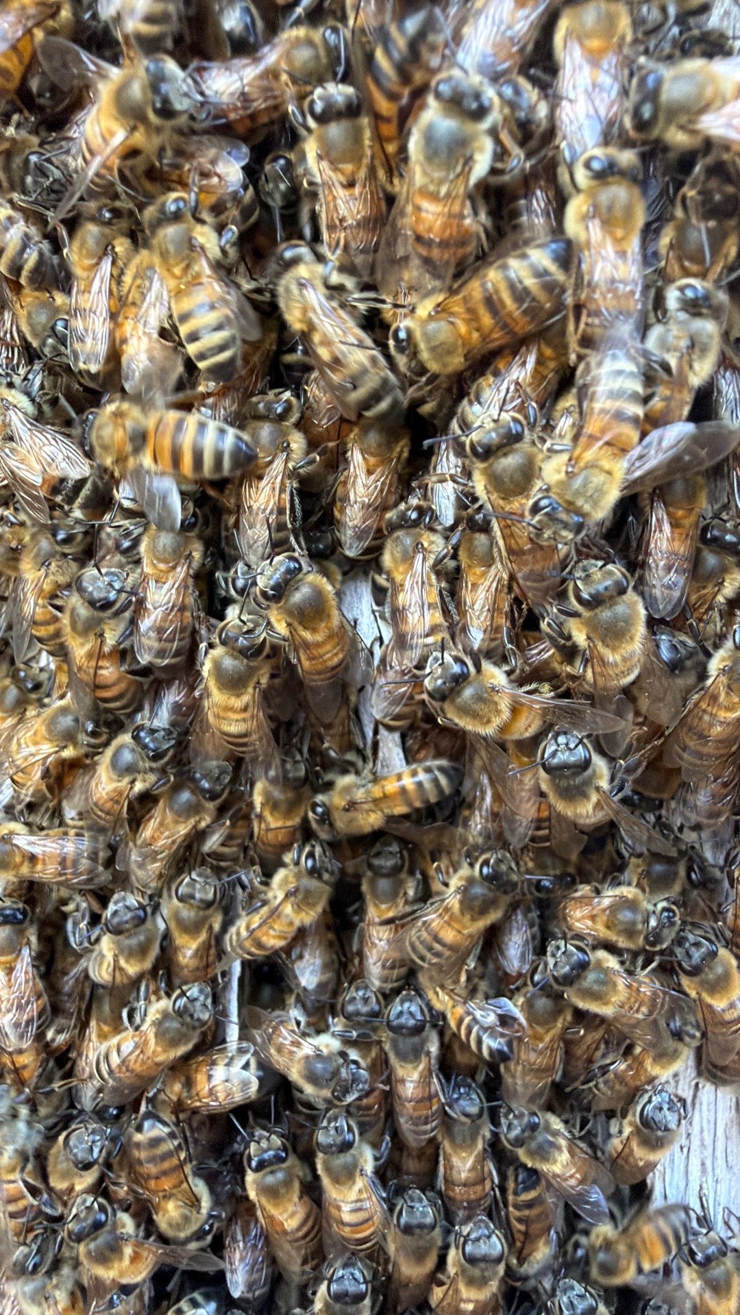 Cavern-Crack Tree Bees by Rockwall Honey Bee Company