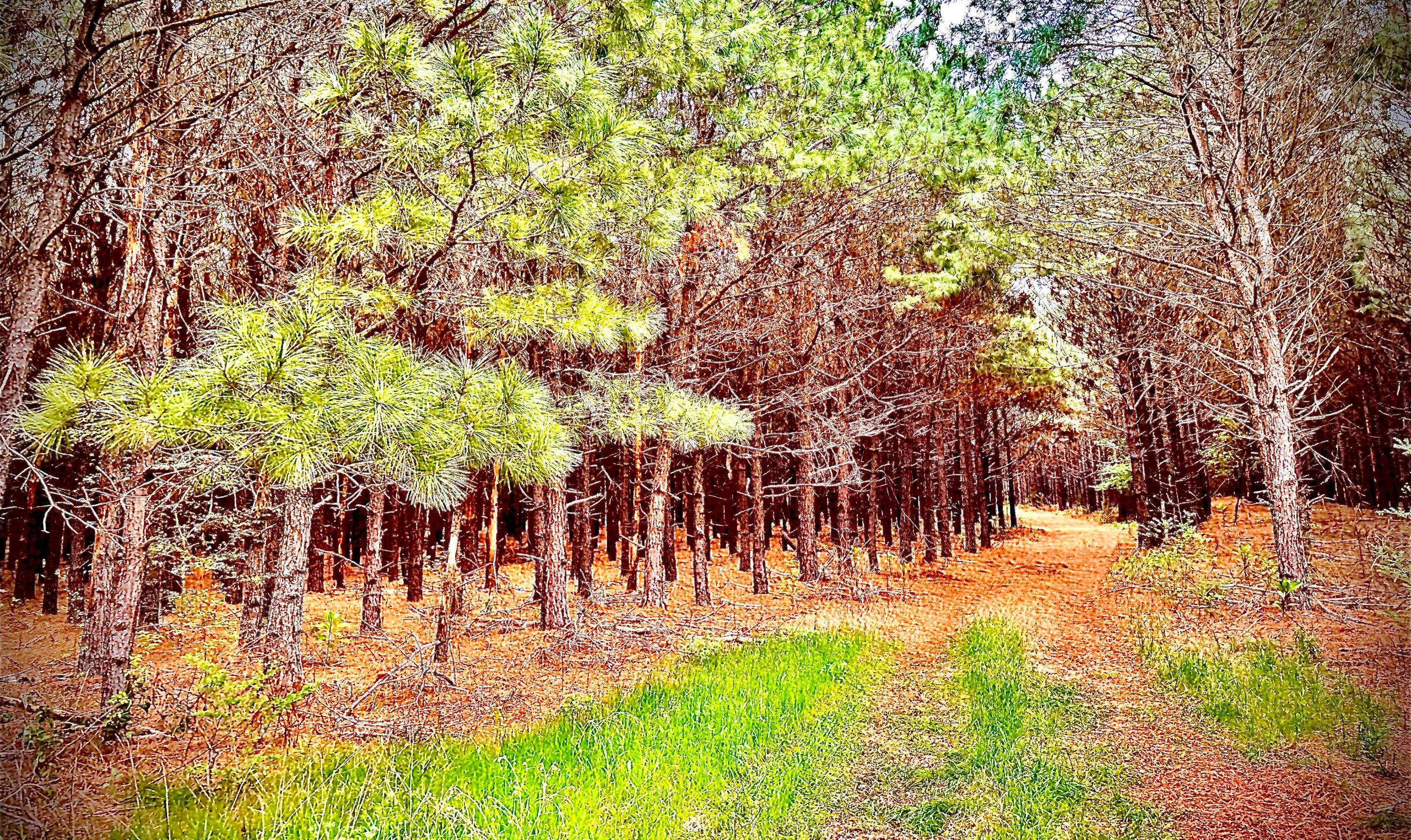 Tree Farm Apiary by Rockwall Honey Bee Company