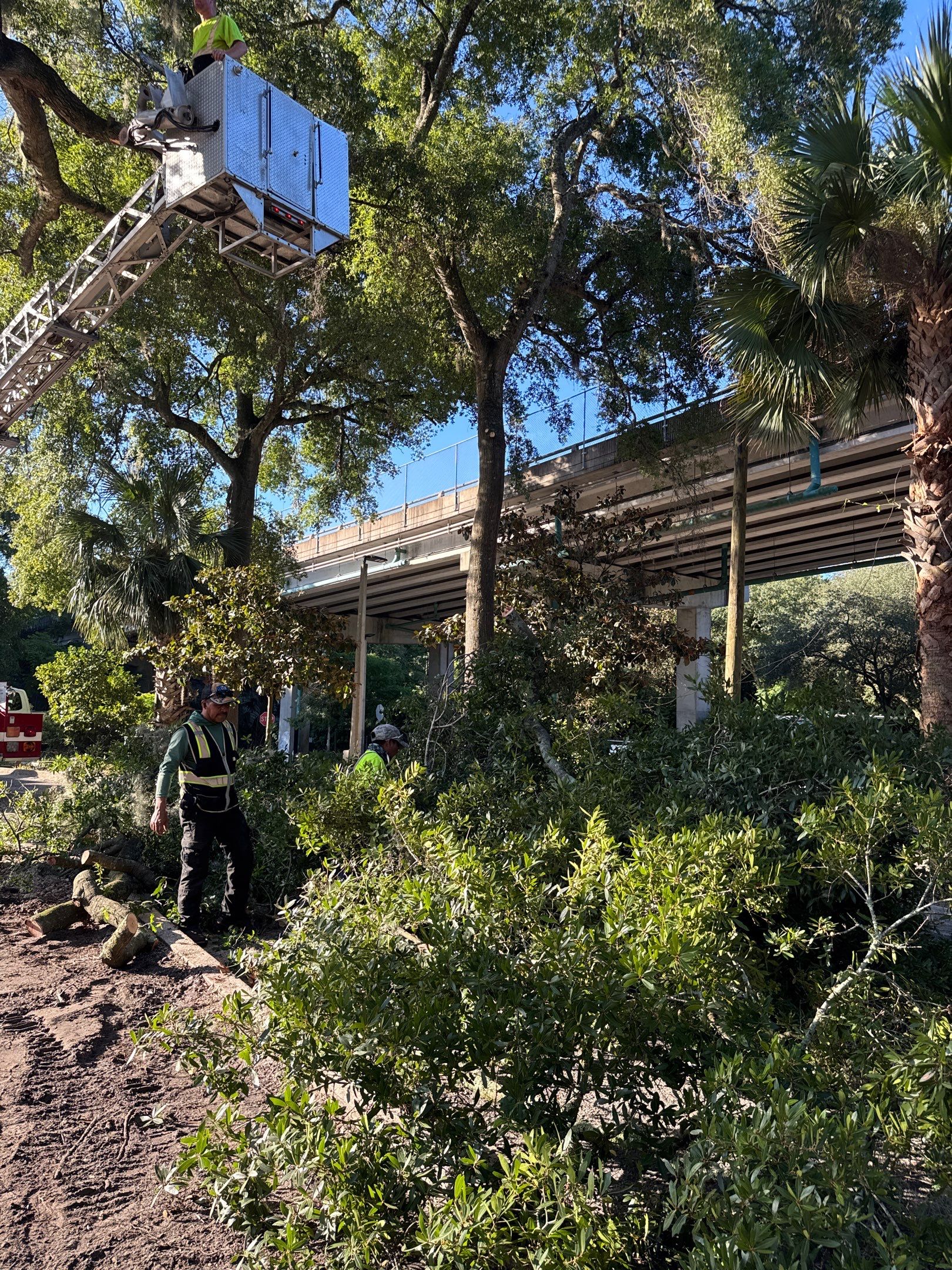 Welcome Center Tree Removal | Episcopal School of Jacksonville by ProGreen Services