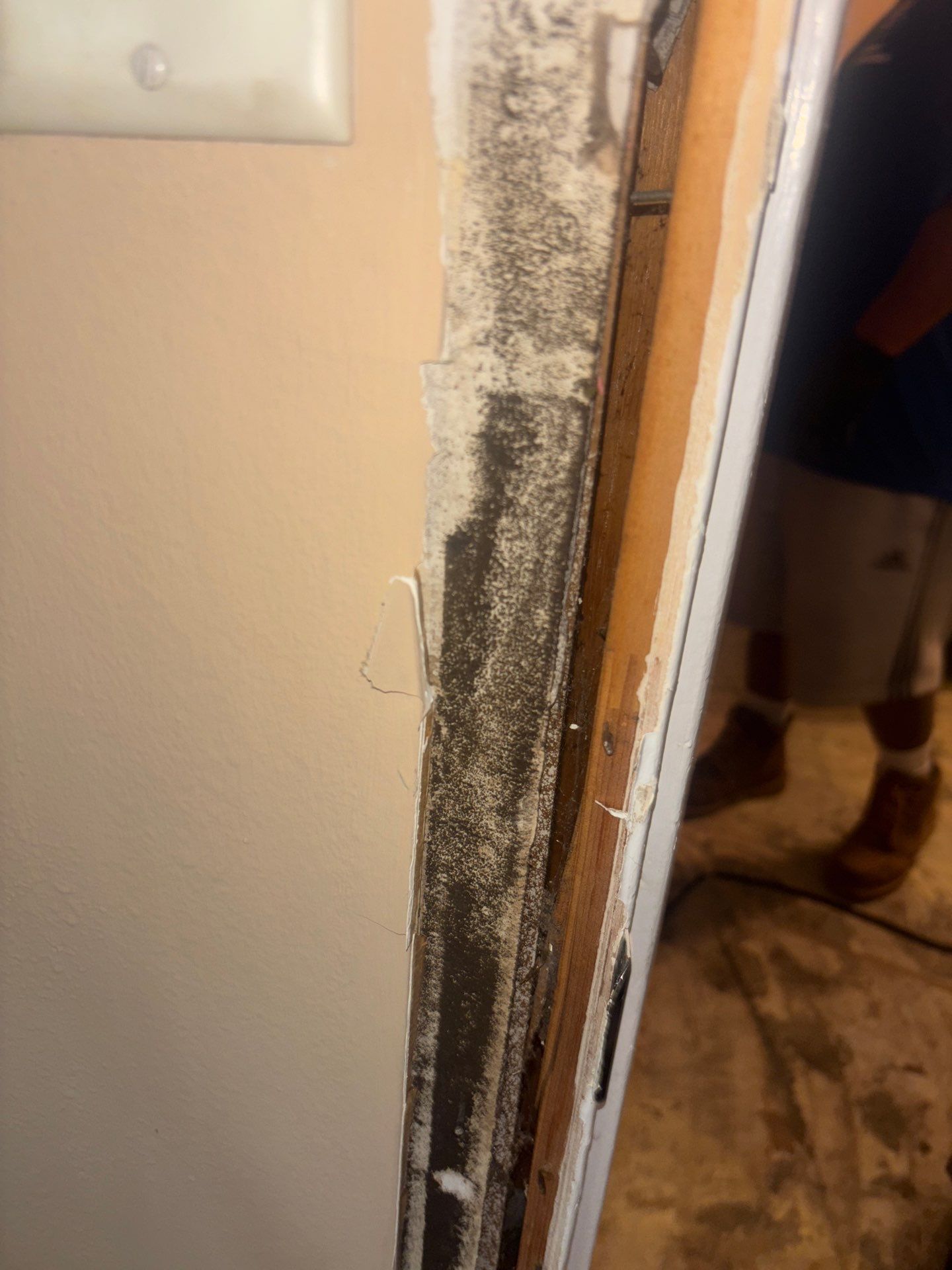 Commercial Mold Damage In Sarasota by Ampm Restoration Services