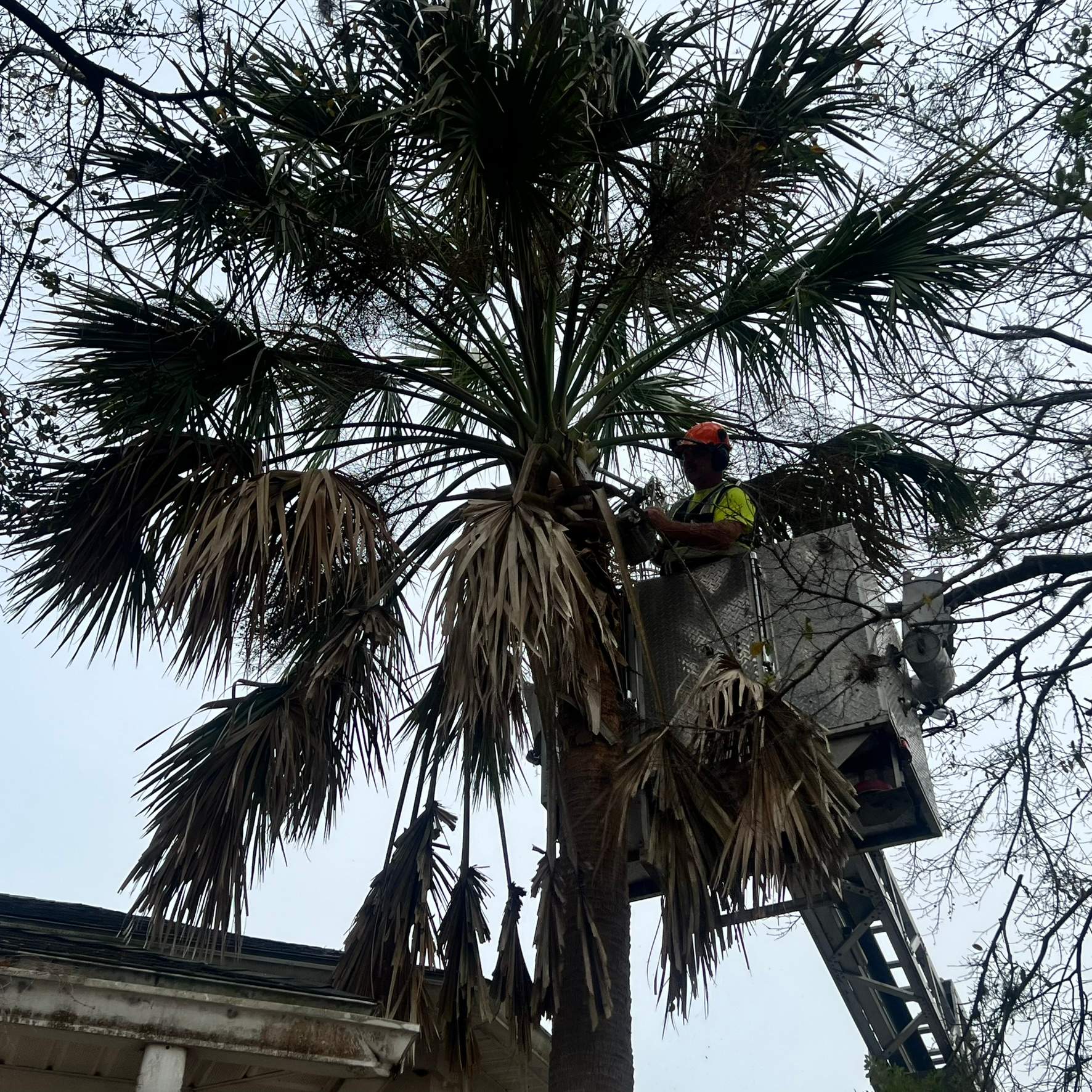 Tree Work | Great Expressions Dental by ProGreen Services