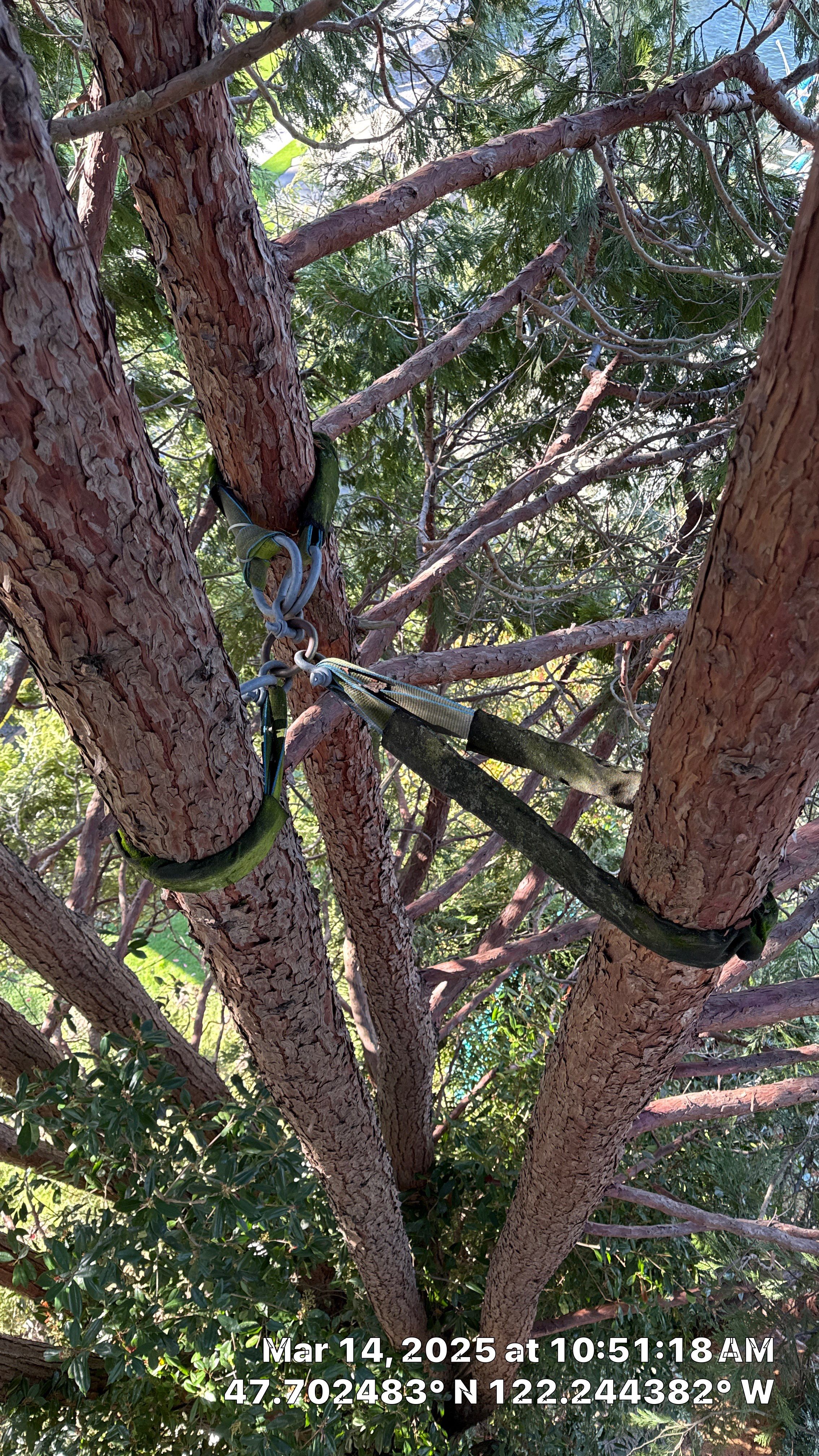 🧾 Tree Support System Assessment & Landmark Tree Risk Report – Holmes Point, Kirkland, WA by Sound Tree Care LLC