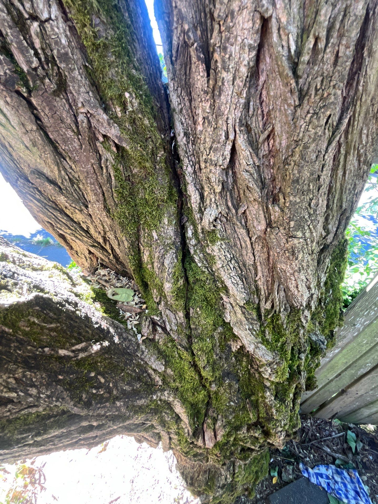 Seattle Hazardous Tree Removal Along Residential Street by Sound Tree Care LLC