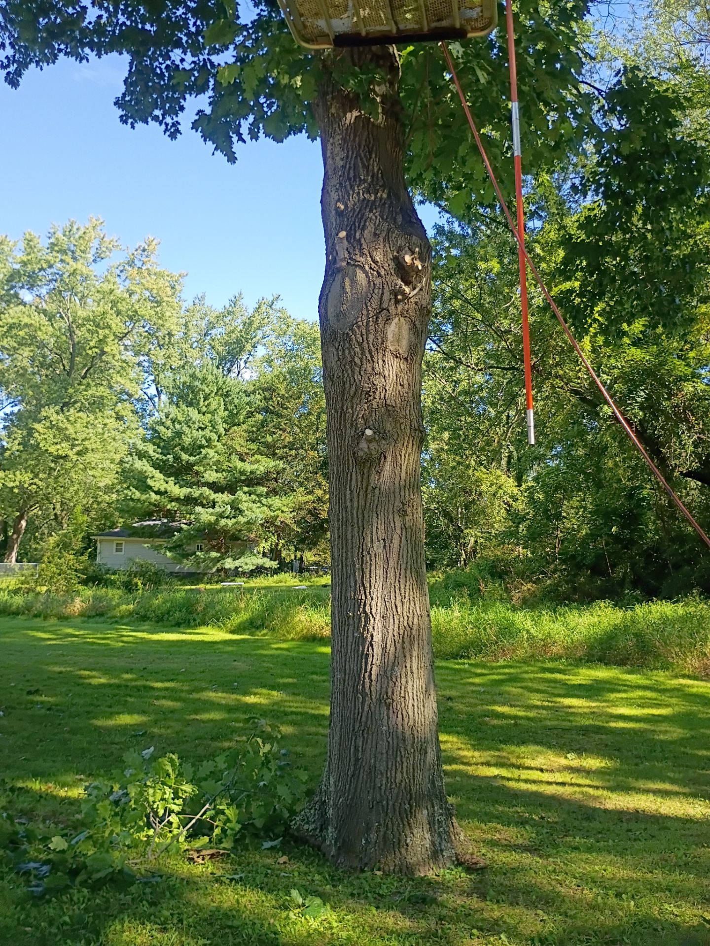Tree Trimming & Tree Removal in Akron Ohio by Mike Jones & Sons Tree Service LLC 