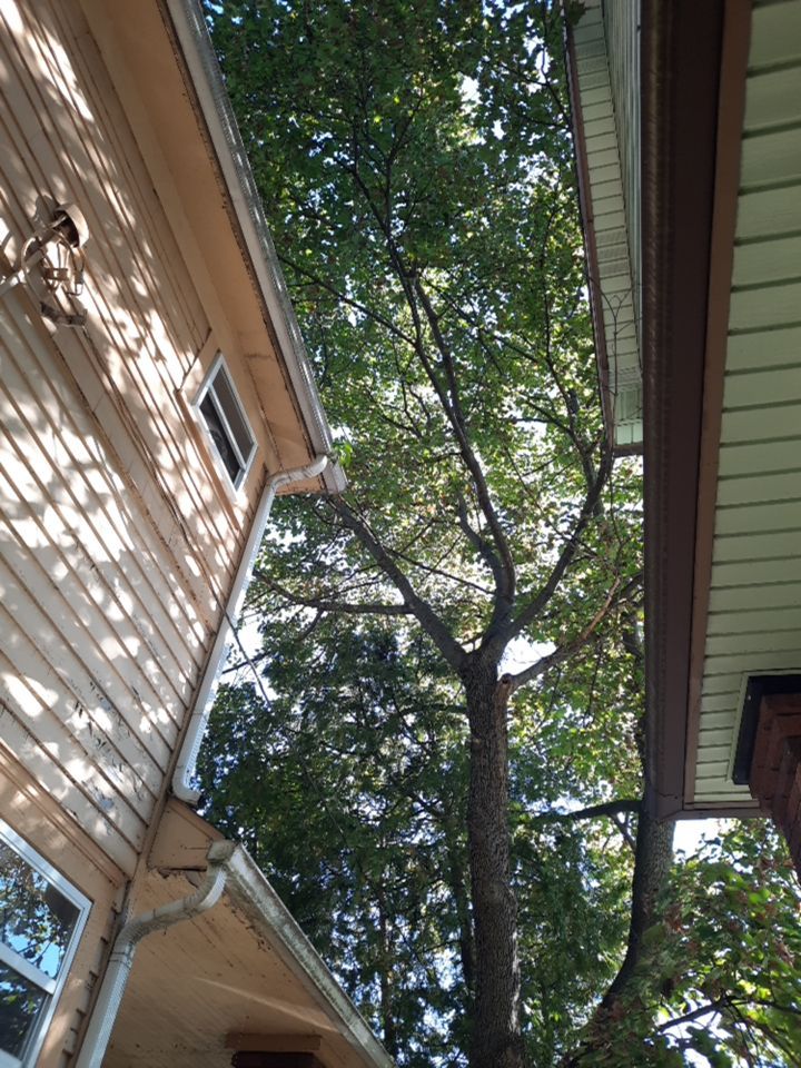 Tree Removal using Tree Removal by Mike Jones & Sons Tree Service LLC 