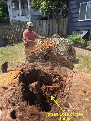 Seattle Hazard Tree Removal