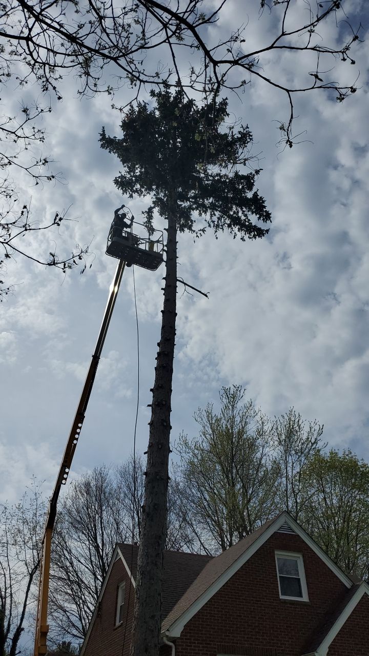 Tree Removal using Tree Removal by Mike Jones & Sons Tree Service LLC 