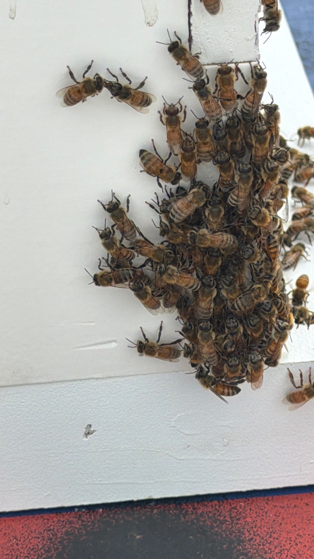 The Lion and the Lamb Apiary by Rockwall Honey Bee Company