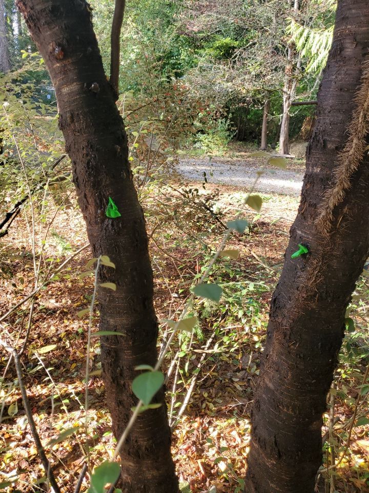 Tree Removal using Tree Removal by Mike Jones & Sons Tree Service LLC 