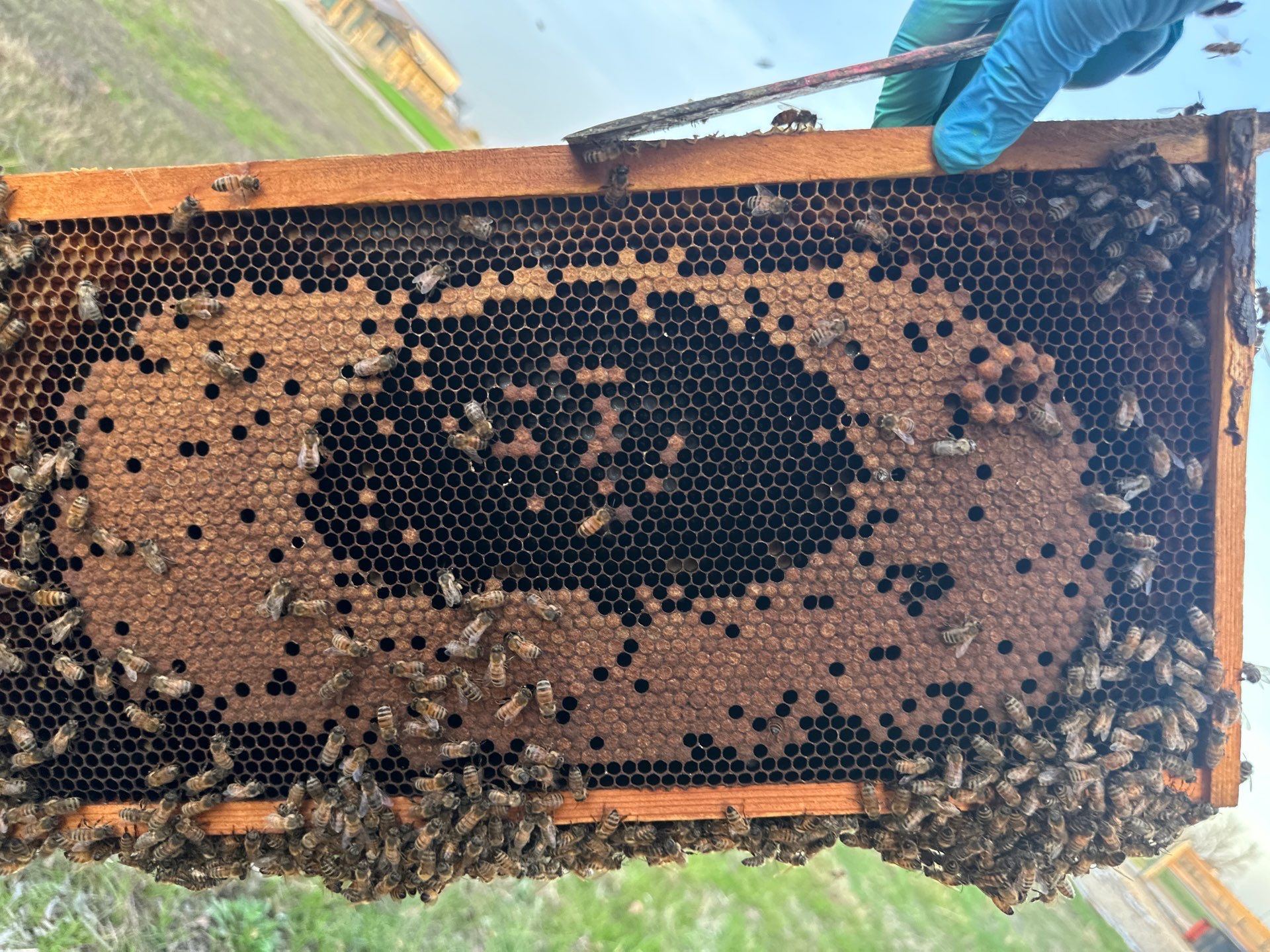 Honey-Maker Apiary in Greenville by Rockwall Honey Bee Company
