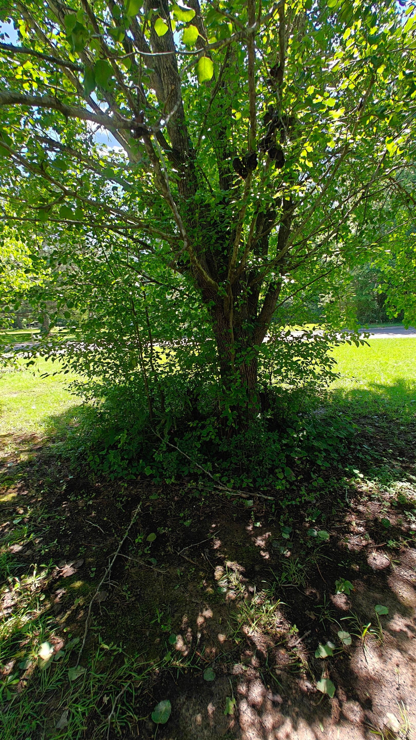 Bi Weekly Landscaping/ Weeding  by College Bros Outdoor services
