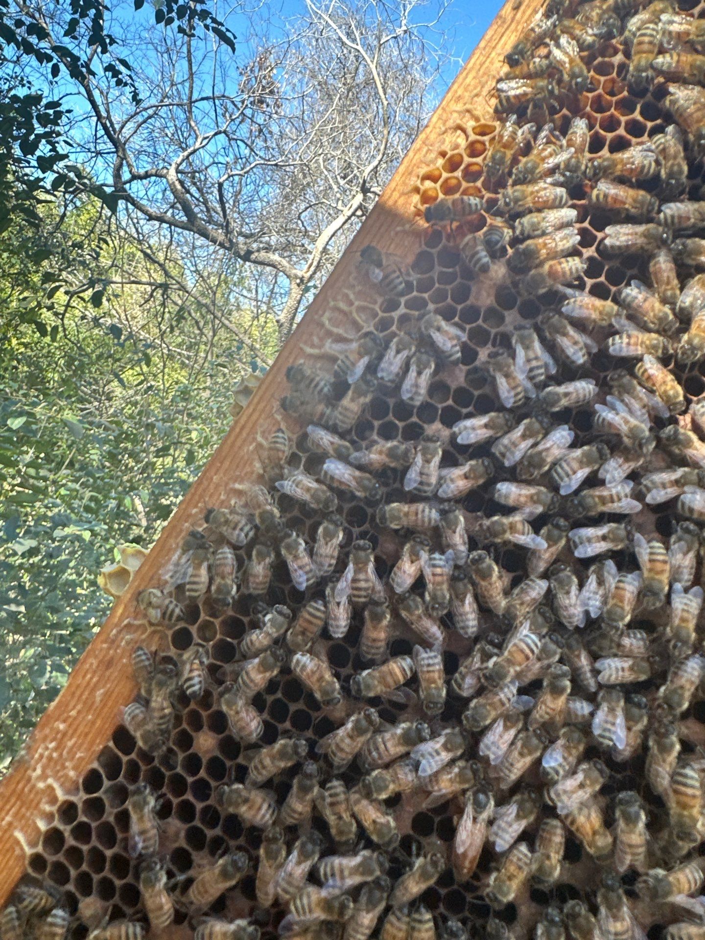 Lakewood Apiary by White Rock Lake- another Ag. Exempt Property by Rockwall Honey Bee Company
