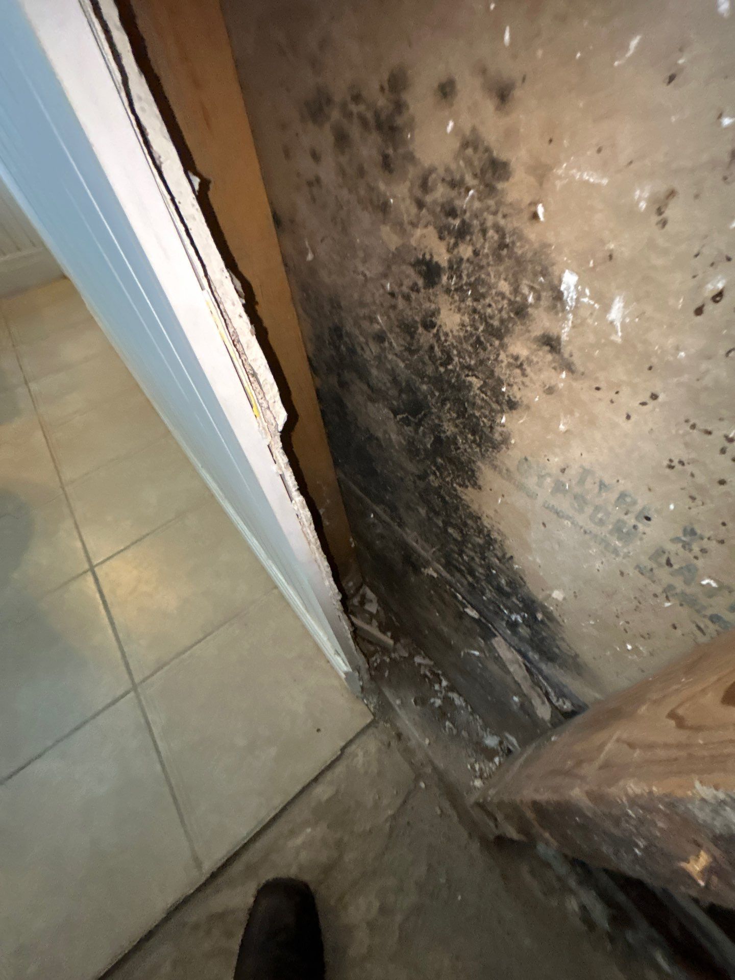 Mold Removal & Remediation In Seminole FL by Ampm Restoration Services