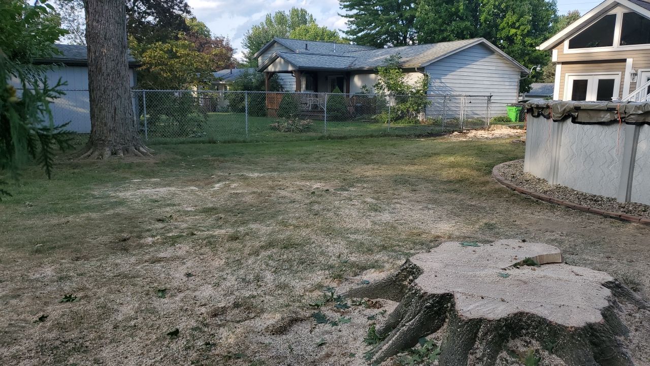 Oak Tree Removal by Mike Jones & Sons Tree Service LLC 