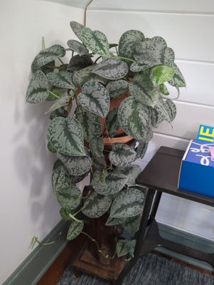 Office Remodel using Plants