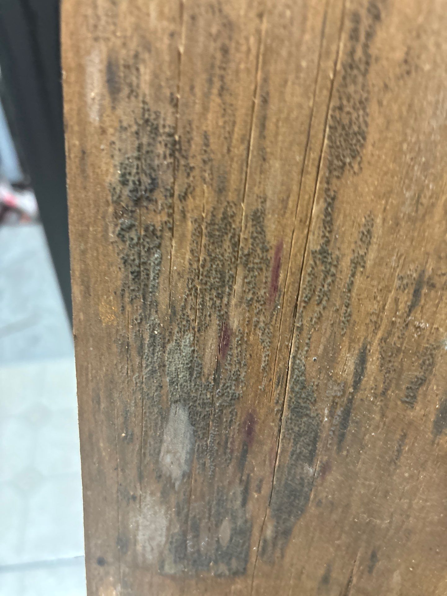 Mold Removal In Palmetto by Ampm Restoration Services