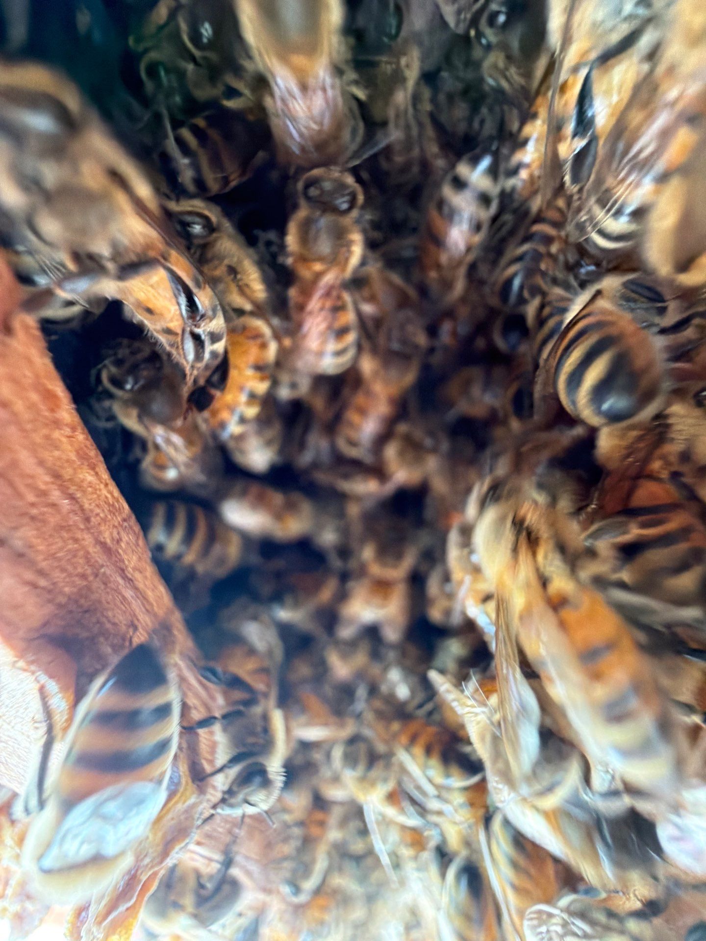 Bees at the Bank! by Rockwall Honey Bee Company