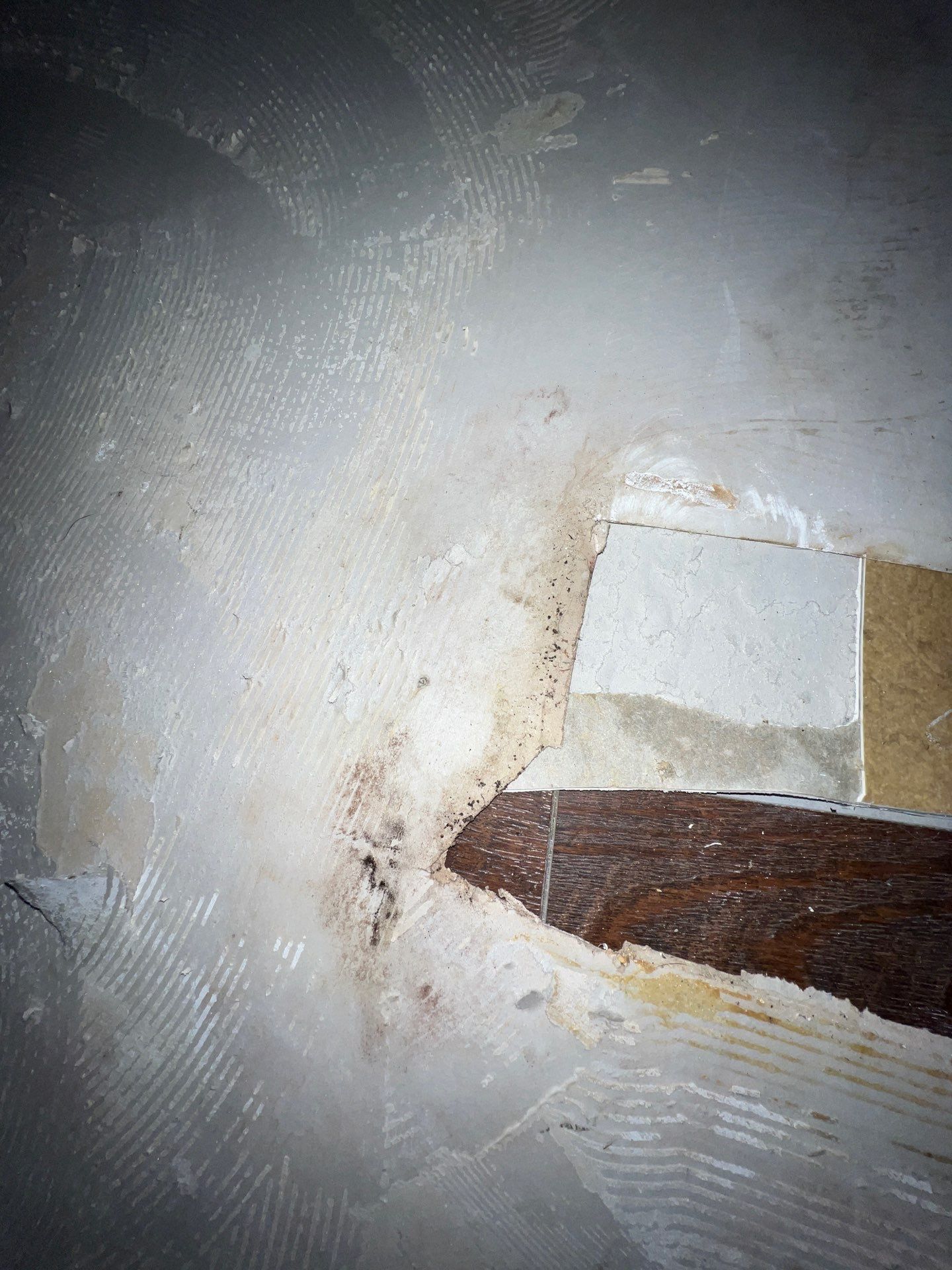 Stansell - water and mold photos  by THE RAPID TEAM