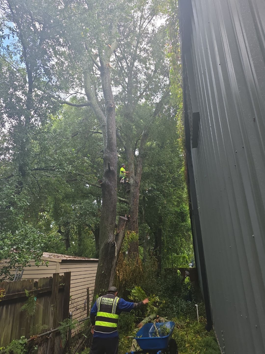 Crash Champions | Tree Removal & Cleanup by ProGreen Services