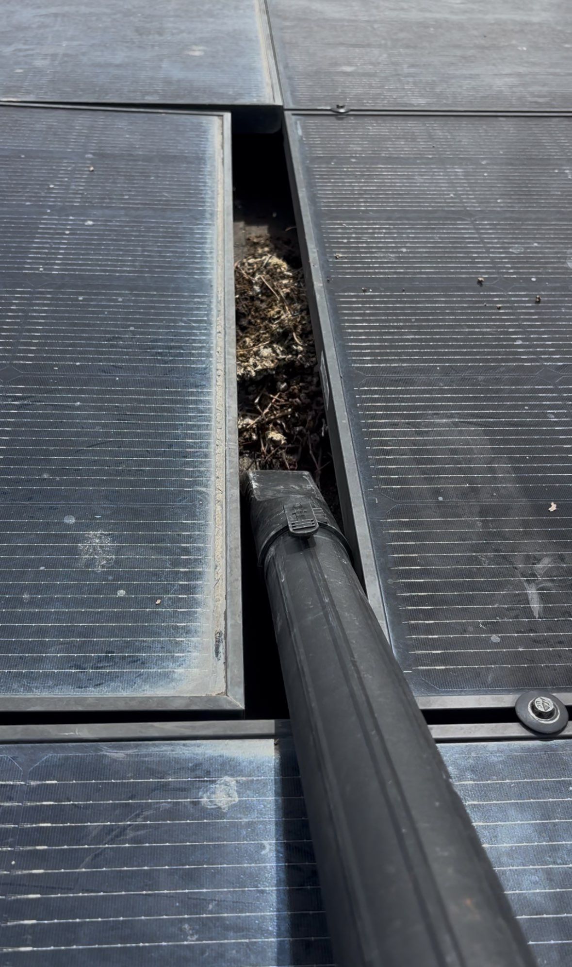 Bird Proofing by Pirate Pete’s Power Washing