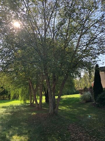Tree Removal using Tree Removal by Mike Jones & Sons Tree Service LLC 