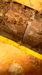 Garage by Rockwall Honey Bee Company