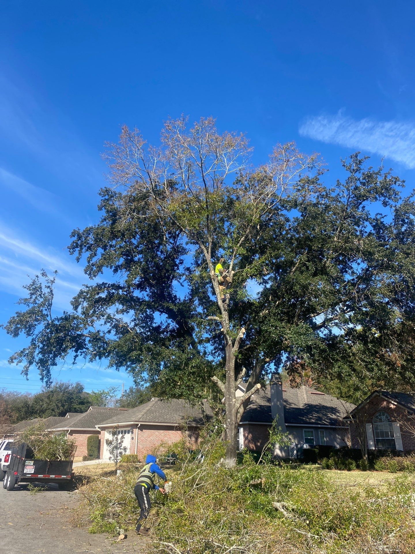 Residential | Tree Removal by ProGreen Services