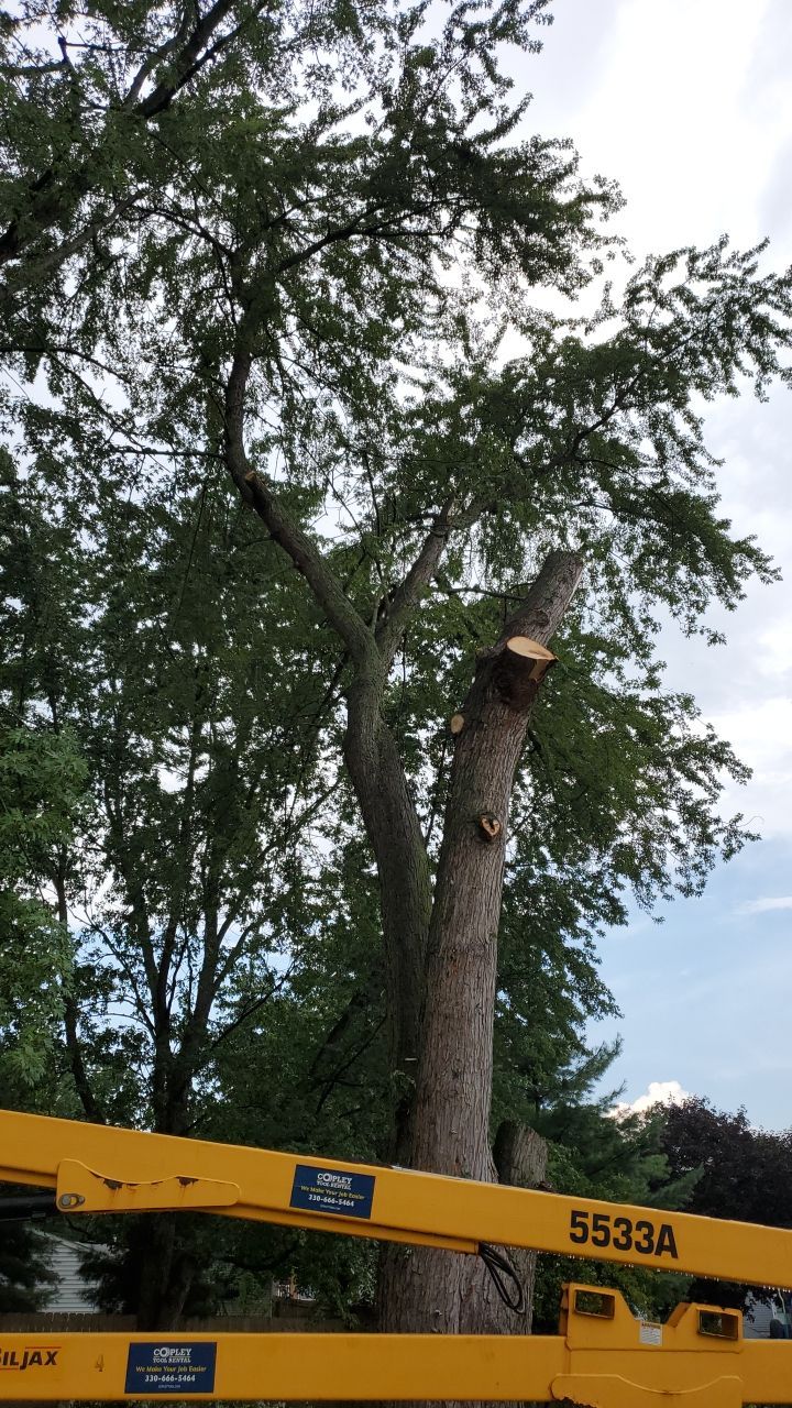Tree Removal by Mike Jones & Sons Tree Service LLC 