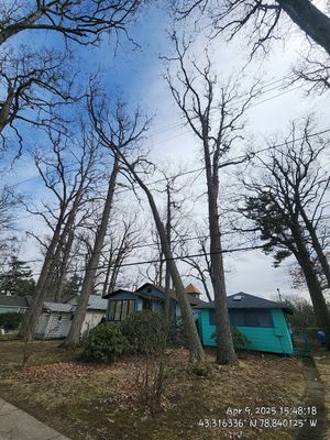 Emergency Job: Uprooted tree with root rot